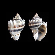 Florida King Crown 2pcs - Conch Seashell craft - Natural Seashells - Melongena corona