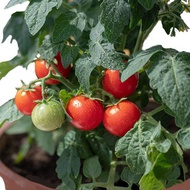 Tomato Plant Varieties (In Polybag) Anak Pokok Tomato | Cherry Tomato | Dwarf (Determinate) & Vining