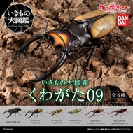 [[Genuine] Gashapon/ Capsule toy Bandai - Life diversity on Earth - Stag Beetle vol 9