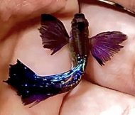 Purple Dragon Dumbo Ear Halfmoon Guppy