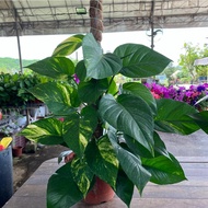 Epipremnum aureum, Money Plant (0.65m), Free 7L Potting Soil, Free 250g Chicken Fertiliser