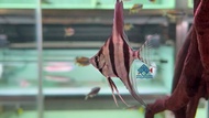 Altum Angelfish/Angelfish/Freshwater埃及神仙鱼/活鱼/神仙鱼(Sin Quan Aquaculture Enterprise)