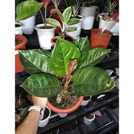 Aglaonema Krisna Aglonema Kresna Black Green