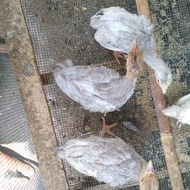 Anak an ayam kalkun jenis blue slate