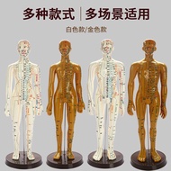 Chinese Meridian Human Model Moxibustion Villain Moxibustion Beginners Middle Body Meridian Human Bo