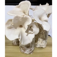 Mushroom | White Oyster Mushroom Fruiting Bag | Mushroom Bag | Fruiting Bag | FarmJoe