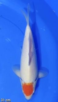 IKAN KOI TANCHO KOHAKU IMPORT JEPANG/ SAKAI FISH FARM / CODE 85