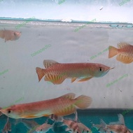 TERBARU - ikan arwana golden red baby 10cm