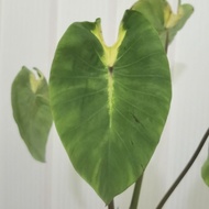 colocasia Light Pillar