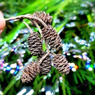 Alder Cones Pine Fruit 1 Fruit-Erlenzapfen Fruit Supplement Vitamins, Creating Natural Environment F