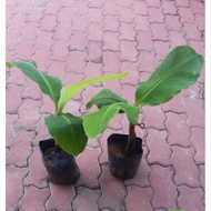 Anak Pokok Pisang Raja Udang