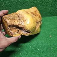 kayu burl kemuning emas teras kemuning emas