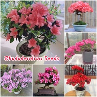 ปลูกง่ายในประเทศไทย เมล็ดสด100% เมล็ดพันธุ์ ดอกโรโดเดนดรอน บรรจุ 50เมล็ด สีผสม Rhododendron Flower Seeds Azalea Plants บอนสี เมล็ดดอกไม้ บอนสีหายาก เมล็ดบอนสี ต้นไม้มงคล ไม้ประดับ พันธุ์ดอกไม้ ไม้ดอก ดอกไม้ปลูก ต้นบอนไซ แต่งบ้านและสวน Seeds for Planting