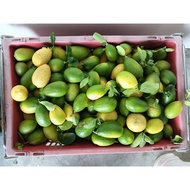 香水柠檬 无籽柠檬 手打柠檬 fragrant lemon Grade B（1KG）