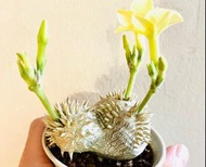 特別色  粉黃色惠比須笑 馬達加斯加🇲🇬 根塊植物 Rare plant