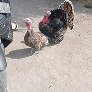 ayam kalkun bronse indukan hidup