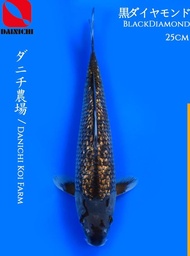 Dainichi Black Diamond Ikan Koi Import Jepang 25Cm Putraanson