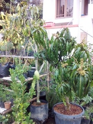tabulampot mangga kiojay sudah berbuah