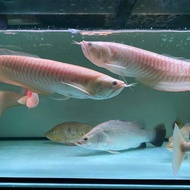 arwana silver albino serat merah 35cm ikan arwana silver albino 35-40