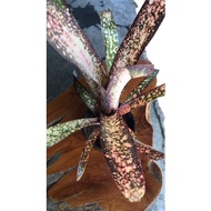 Bromeliad Billbergia Dream