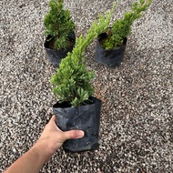 90s Greenovation Live Plant Taiwan Juniper Bonsai 台湾真柏 9x9
