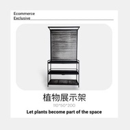 極簡風鐵製塊根植物展示架、多肉塊根植物展示架 鐵製 工業風 植