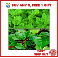 Benih/ Pokok/ Keratan BAYAM MALABAR HIJAU / MERAH REMAYONG sayur mayung Green/Red ceylon spinach
