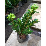 BEST SELLER bahan bonsai beringin kompakta/ficus compacta