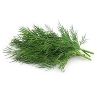 50 biji benih dill/ herbs
