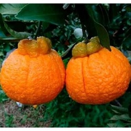 Bibit buah jeruk Dekopon sudah Berbuah, special