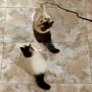 #6 - Open Adopt - Kitten / Anak Kucing - Persia Bukan Anggora - Lucu