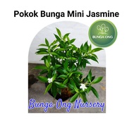 Pokok Bunga mini Jasmine/ Pokok Jelati putih