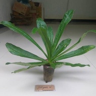 Culantro herbal medicinal plant - long coriander - walang sangit leaves