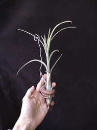 有花有側芽) 花中花  空氣草 連原木掛架 Tillandsia  無土種植 只需噴水 空氣鳳梨 Airplant plant  禮物 present gift 懶人植物 易種 👑9年老店