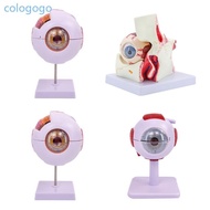 COLO 6 Times Eye Anatomy Model Removable Eyeball Anatomy Model Organs Teaching  Human Eyeball Anatom