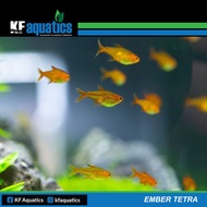 Ember Tetra / Amandae Aquascape Fish