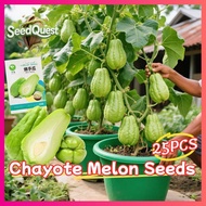 100% Original 25pcs Fresh Chayote Seeds for Planting Vegetables Plants High Yield Chayote Melon Seed
