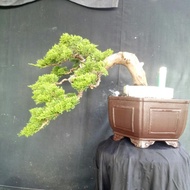 bonsai cemara sinensis besar