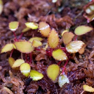 Begonia Vankerckhovenii [SUPER RARE Plant]