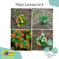 promo! bunga lantana isi 4 warna