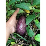VIRALL Bibit Pepino Tanaman Pepino Buah Melodi SUPER QUALITY