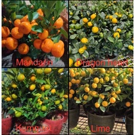 Orange /Lime/kumquat/ Citrus Plant various size with ceramic pot – Auspicious Lunar New Year Citrus