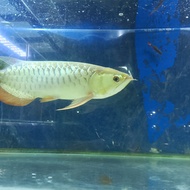 ikan hias arowana Golden red 40cm up + sertifikat & chip