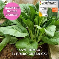 HSK F1 HIBRID CAIXIN SEED / SAWI JUMBO GREEN CX9 / SAWI GIANT / BIJI BENIH SAYUR