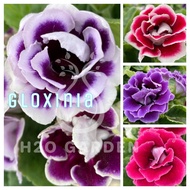 H2O - Gloxinia / 大岩桐 / Annual Plant / Live Plant