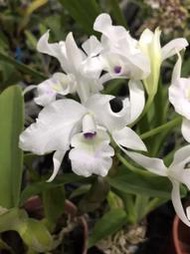 【芃程蘭舍】Catt. skinneri f. semi-alba 四吋盆植 來花