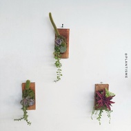 Top Wall of fame - Arrangements Cactus Succulent Mix Wood Wall Decoration