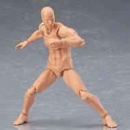 Human Body PVC Figure Model Educational Realistic Male Female Human Body Structure