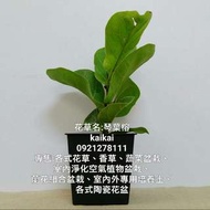 琴葉榕(提琴葉榕)/室內淨化空氣植物/可淨化二氧化碳，吸附灰塵