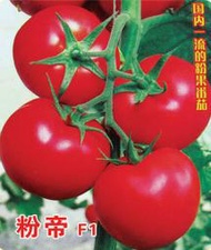 壽光蔬菜種子 種籽粉帝F1番茄種籽番茄苗西紅柿種子 種籽四季蔬菜子